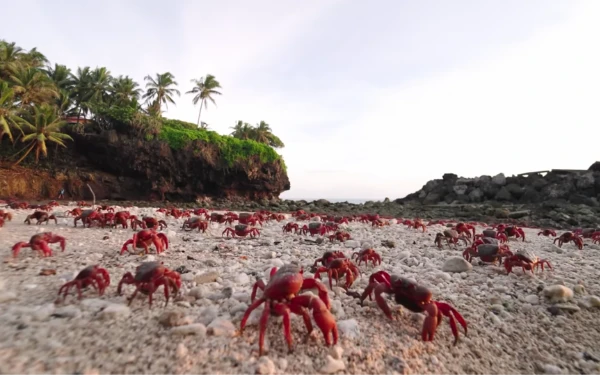 Thumbnail Berita - Pulau Christmas Diserbu 100 Juta Kepiting Merah, Fenomena Alam Langka yang Jadi Daya Tarik Dunia