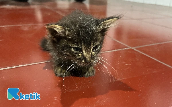 Thumbnail Berita - Kucing Liar Tak Terurus, Komunitas Desak Pemkot Malang Bangun Shelter dan Sterilisasi Gratis