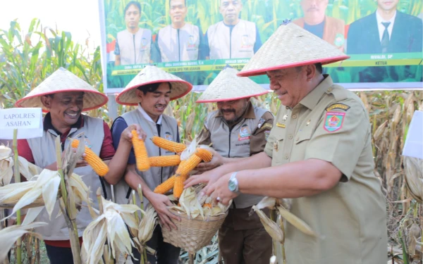 Thumbnail Berita - Bupati Asahan Ikut Panen Raya Jagung di Tinggi Raja, Komitmen Kemandirian Pangan Daerah