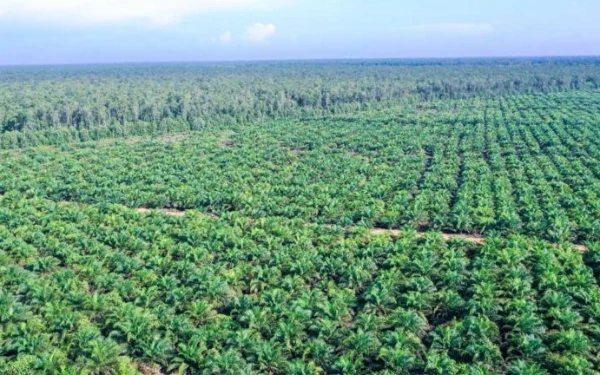 Thumbnail Berita - Rakyat Abdya Menang Lawan PT CA, 2 Ribu Hektare Lahan Eks HGU Dikabulkan MA