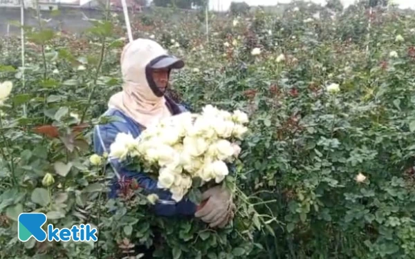 Thumbnail Berita - Biaya Perawatan Melonjak, ‎Petani Bunga Mawar di Kota Batu Harus Putar Otak