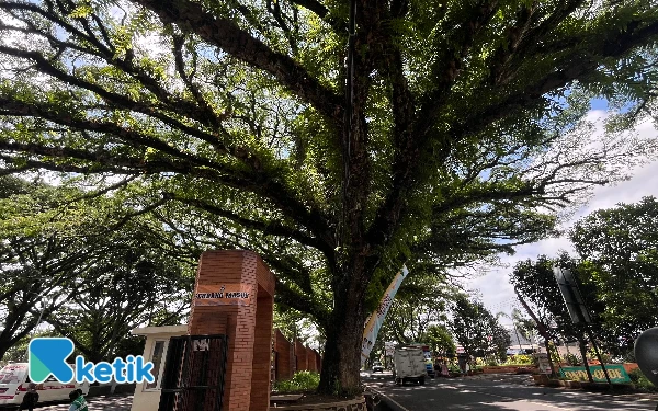 Thumbnail Berita - Rawan Tumbang, DLH Kota Malang Fokus Perempesan Pohon di Jalan Mayjend Sungkono