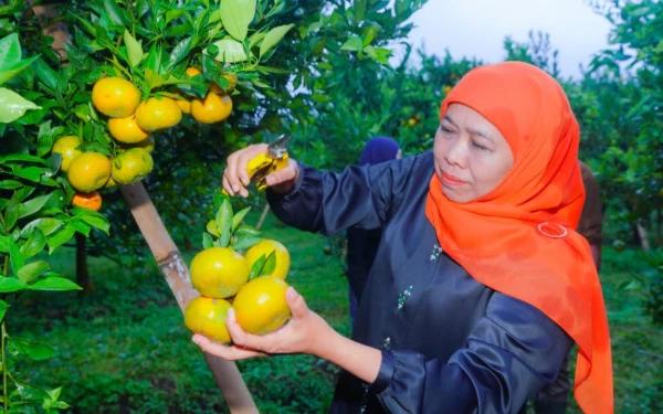 Thumbnail Berita - Manisnya Menggoda! Jeruk Siam Madu Tutur, Rahasia Gubernur Khofifah Dongkrak Ekonomi Desa Wisata