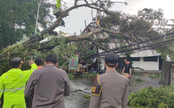 Thumbnail Berita - Dua Titik Pohon Tumbang Akibat Hujan Deras, Tutup Jalur Singaraja Denpasar