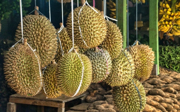 Thumbnail Berita - Bukan Sekadar ‘Raja Buah’, Durian Kini Diperjuangkan Jadi Buah Nasional Malaysia