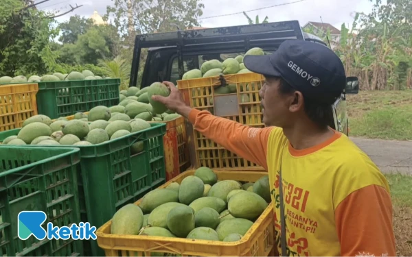 Thumbnail Berita - Cuaca Buruk, Hasil Panen Mangga di Gresik Turun 60 Persen