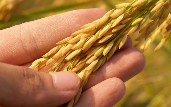 Thumbnail Berita - Kenapa Nasi Jadi Makanan Pokok Indonesia? Ini Akar Sejarahnya