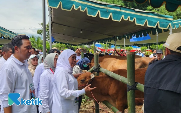 Keren! Jatim Jadi Provinsi Hasil Inseminasi Buatan Terbanyak di Indonesia, Capai 1 Juta Ekor Lebih