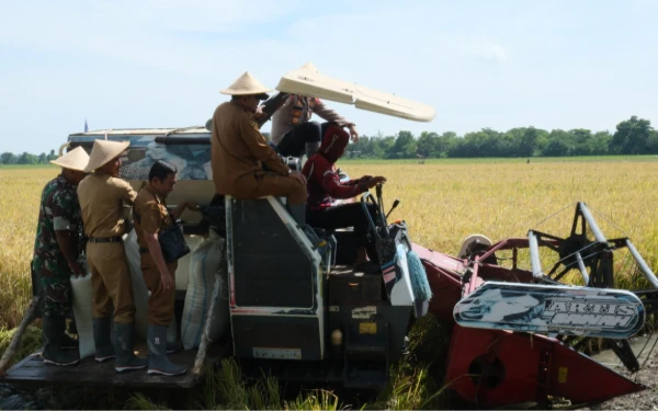 Thumbnail Berita - Bupati Pemalang Panen Padi Super Genjah M70D di Petarukan, Produktivitas Capai 11 Ton per Hektare