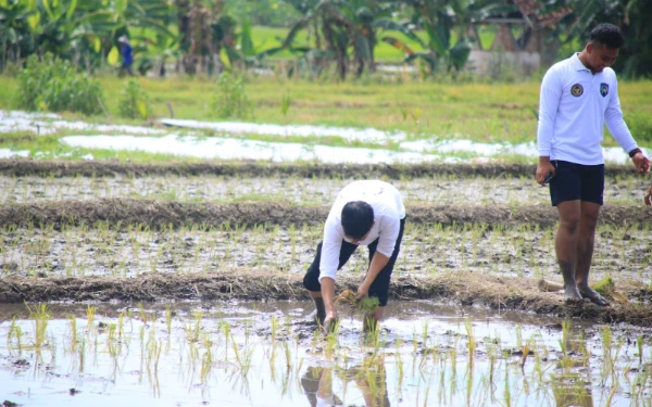 Thumbnail Berita - Lapas Banyuwangi Tanam Padi Unggul di Lahan SAE, Kalapas: Dukung Ketahanan Pangan