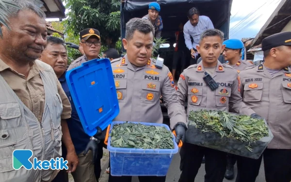 Thumbnail Berita - Polisi Bongkar Greenhouse Ganja di Jombang, Ratusan Pohon dan 5,3 Kilogram Ganja Diamankan