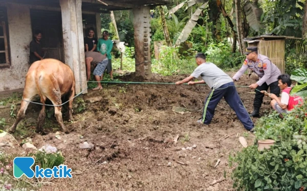 Thumbnail Berita - Tragis, Peternak di Pacitan Tewas Usai Terinjak Sapi Peliharaannya yang Mengamuk