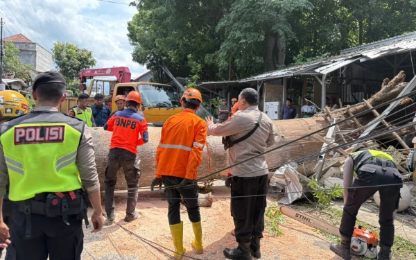 Thumbnail Berita - Pohon Raksasa Berusia 1 Abad di Pekalongan Tumbang, 2 Warga Terluka