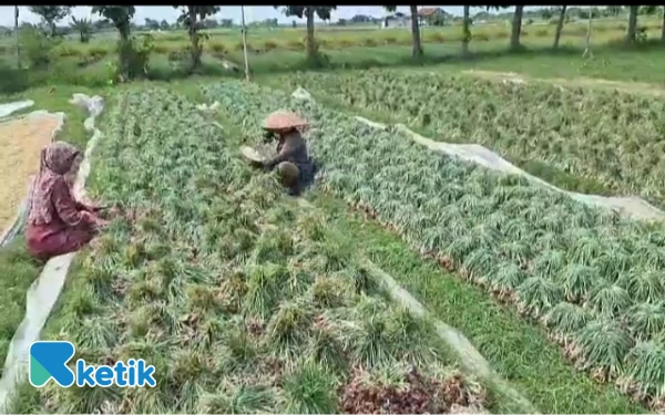 Thumbnail Berita - Petani Bawang Merah Brebes Keluhkan Masuknya Bawang Bombay Mini