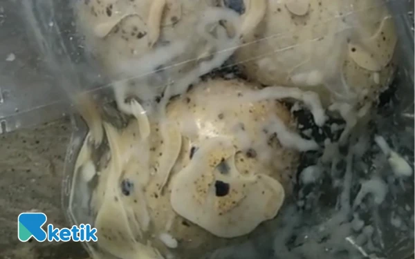 Thumbnail Berita - Viral Telur Busuk untuk MBG, Dinkes Brebes Akan Lakukan Investigasi