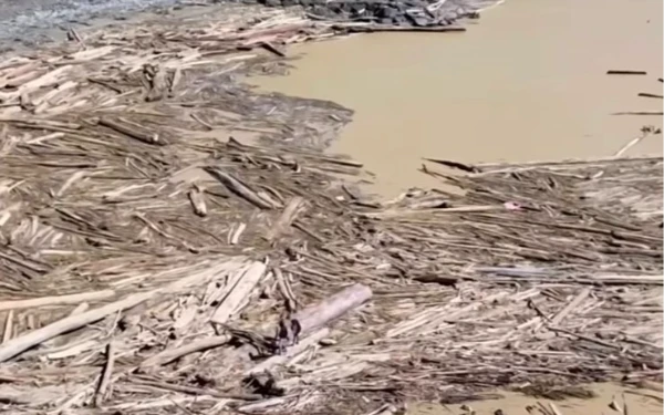 Thumbnail Berita - Pemerintah Harusnya Paham, Ini Dampak Penebangan Pohon Sembarangan!