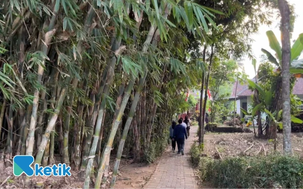 Thumbnail Berita - Bukan Sawit, Berikut Pohon yang Mampu Menyerap Banyak Air!