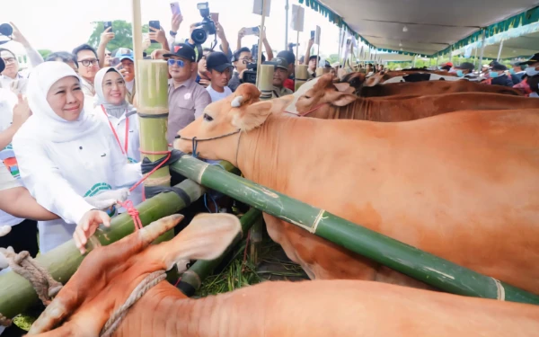 Thumbnail Berita - Capaian Emas Peternakan Jatim 2025: Inseminasi 1,09 Juta Sapi hingga Rekor MURI di Tangan Khofifah