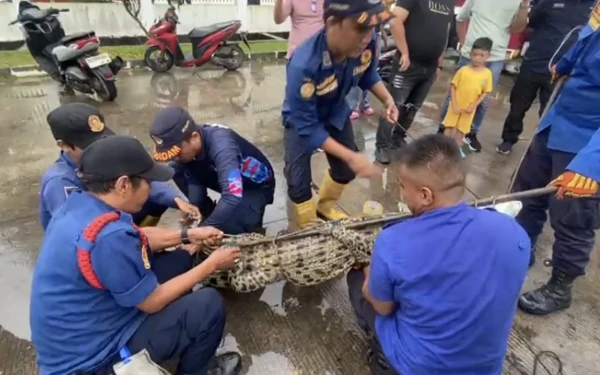 Thumbnail Berita - Damkar Lagi, Damkar Lagi! Kali Ini Sigap Evakuasi Buaya Nyasar Masuk Saluran Air Pabrik di Banyuasin