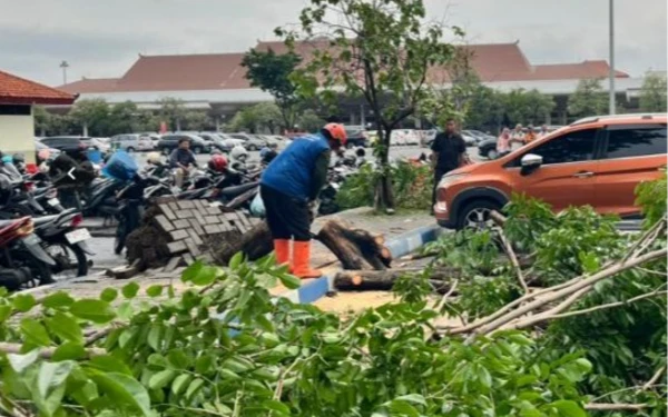 Thumbnail Berita - Cuaca Buruk! Pohon Tumbang di Area Parkir Bandara Juanda