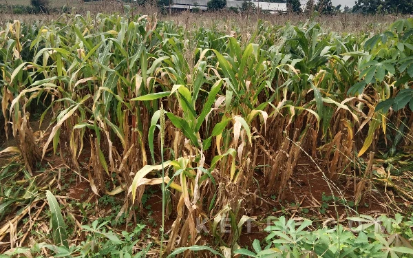 Thumbnail Berita - Wabah Busuk Batang dan Tikus Hantui Petani Panceng Gresik, Kepala BPP Sebut Bantuan Masih Terbatas