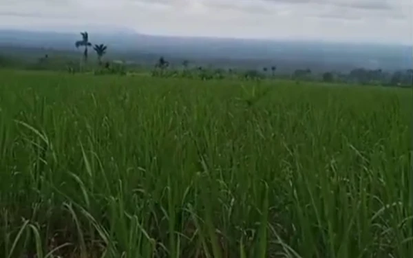 Thumbnail Berita - Rekomendasi DPRD Soal PT KJB Tumpul, Tananam Tebu Makin Meluas