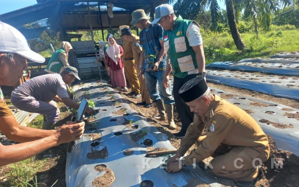 Thumbnail Berita - Wabup Aceh Singkil Tanam Seribu Batang Cabai Merah Pasca Banjir di Pulo Sarok