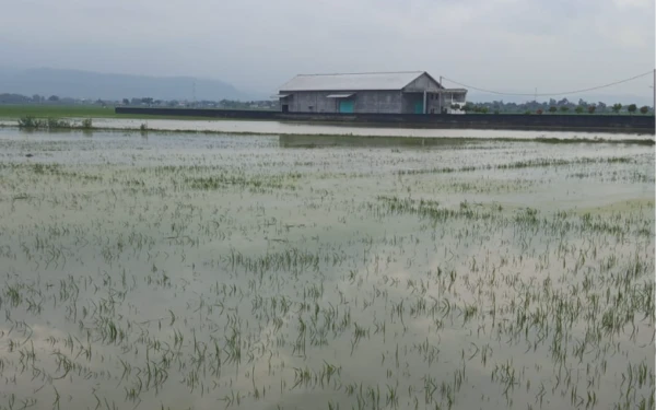 Thumbnail Berita - 4,5 Hektare Sawah di Rowosari Kendal Terendam Banjir, Padi Muda Terancam Gagal Tanam