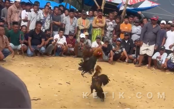 Thumbnail Berita - Diduga Masih Marak, Perjudian Sabung Ayam Berlangsung Setiap Hari di Kedungdung Sampang