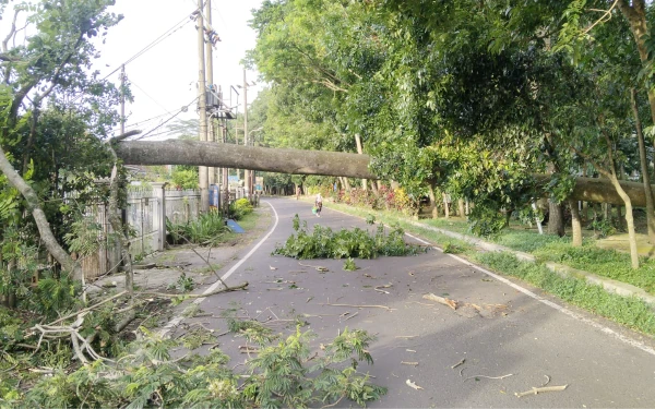 Thumbnail Berita - Angin Kencang Terjang Kota Malang, Pohon Tumbang di 5 Titik, Satu Warga Terluka