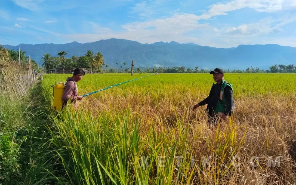 Thumbnail Berita - Serangan Hama Ancam Ribuan Hektare Sawah di Aceh Barat Daya