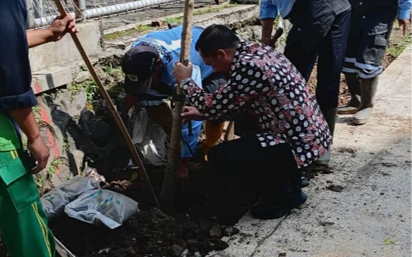 Thumbnail Berita - Akar Dijamin Aman, DLH Kota Malang Pastikan Penanaman Tabebuya di Suhat Tak Rusak Drainase