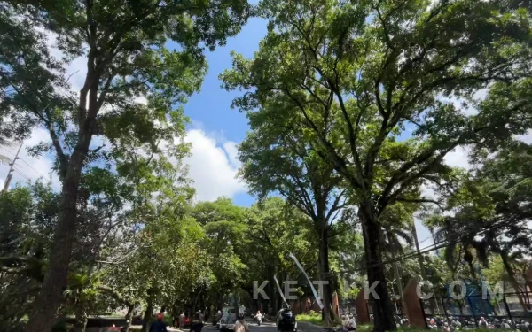 Thumbnail Berita - DLH Kota Malang Intensifkan Perawatan 12.500 Pohon, Hasil Perempesan Bakal Dilelang