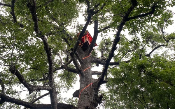 Thumbnail Berita - Bangun Rumah Pohon di Kuburan, Desa Adat Buleleng Jadikan Destinasi Wisata Heritage