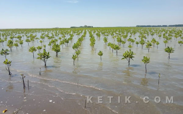 Thumbnail Berita - Brebes Siap Realisasikan Program Karbon Biru Kementerian Kelautan dan Perikanan