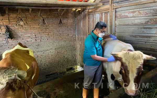 Thumbnail Berita - Pasca Temuan 2 Kasus PMK, 1.000 Dosis Vaksin Mulai Gerojok Sapi di Kota Malang