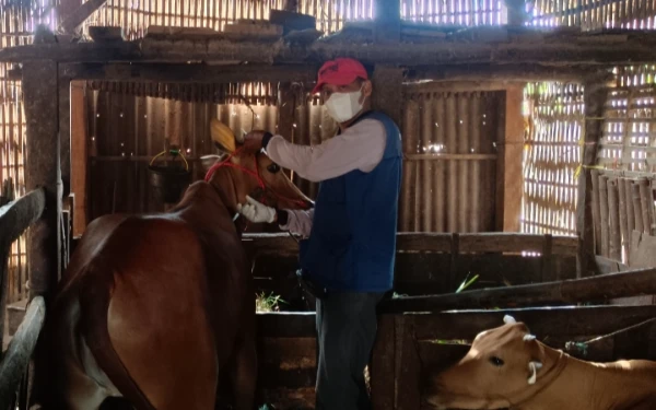 Thumbnail Berita - Cegah Penyebaran PMK,  Paramedik Veteriner Sumenep Ajak Peternak Berikan Vaksin ke Sapi dan Kambing