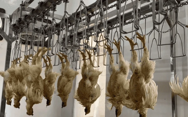 Thumbnail Berita - RPH-U Surabaya Catat Lonjakan Produksi Ayam Sejak Mulai Beroperasi