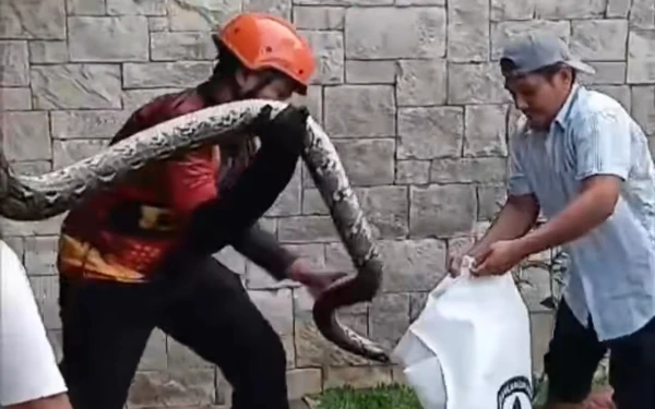 Thumbnail Berita - Ular Piton Sepanjang 4 Meter Muncul di Permukiman Tegalsari Surabaya, Berhasil Dievakuasi Tanpa Korban