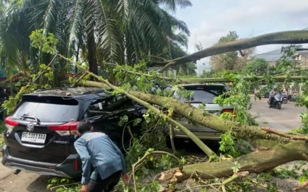 Thumbnail Berita - Pohon Tua di Depan Kantor Camat Ilir Timur I Palembang Ambruk, Tiga Minibus Ringsek