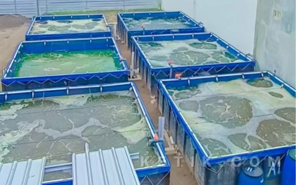 Thumbnail Berita - Queen Farm Madiun! dari Budi Daya Ikan Nila, Siap Jadikan Cuan Besar