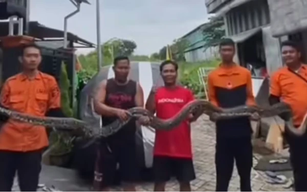 Thumbnail Berita - Ngeri! Ular Sanca 4 Meter Dievakuasi dari Bawah Lantai Rumah di Pakal Nagan Surabaya