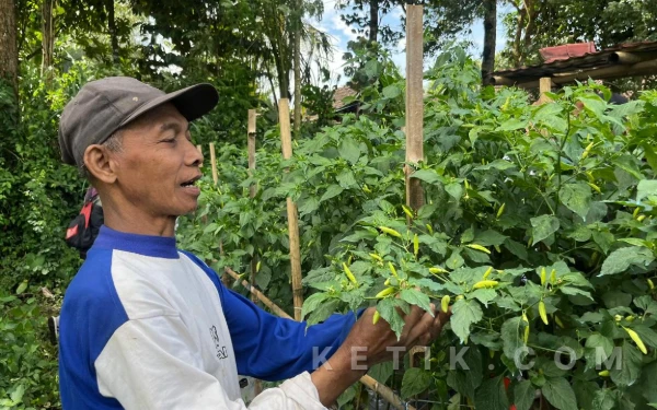 Thumbnail Berita - Petani Cabai Kota Malang Sambat, Serangan Hama Saat Musim Hujan Bikin Ongkos Produksi Membengkak