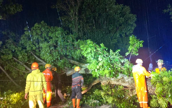 Thumbnail Berita - Hujan Disertai Angin Kencang Terjang Jember, Pohon Tumbang di Enam Kecamatan