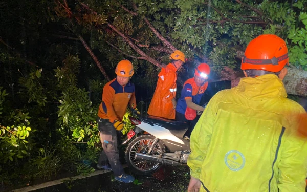 Thumbnail Berita - Pohon Tumbang Timpa Dua Pengendara Motor Saat Hujan Deras dan Angin Kencang di Jember