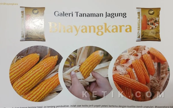 Foto Benih jagung Bhayangkara. (Foto: Aziz Mahrizal/ketik.com)