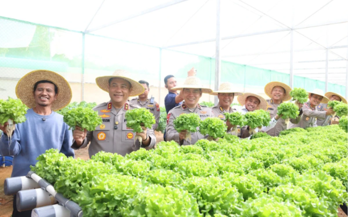 Thumbnail Berita - Polda Kepri Panen Perdana Sayuran Hidroponik, Dukung Ketahanan Pangan