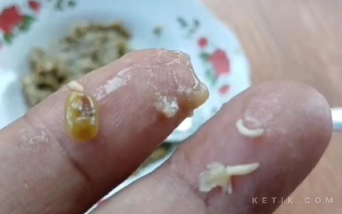 Thumbnail Berita - Viral Dugaan Belatung di Menu MBG SPPG Kedungdung Banyukapah Sampang, Kepala SPPG: Itu Kecambah