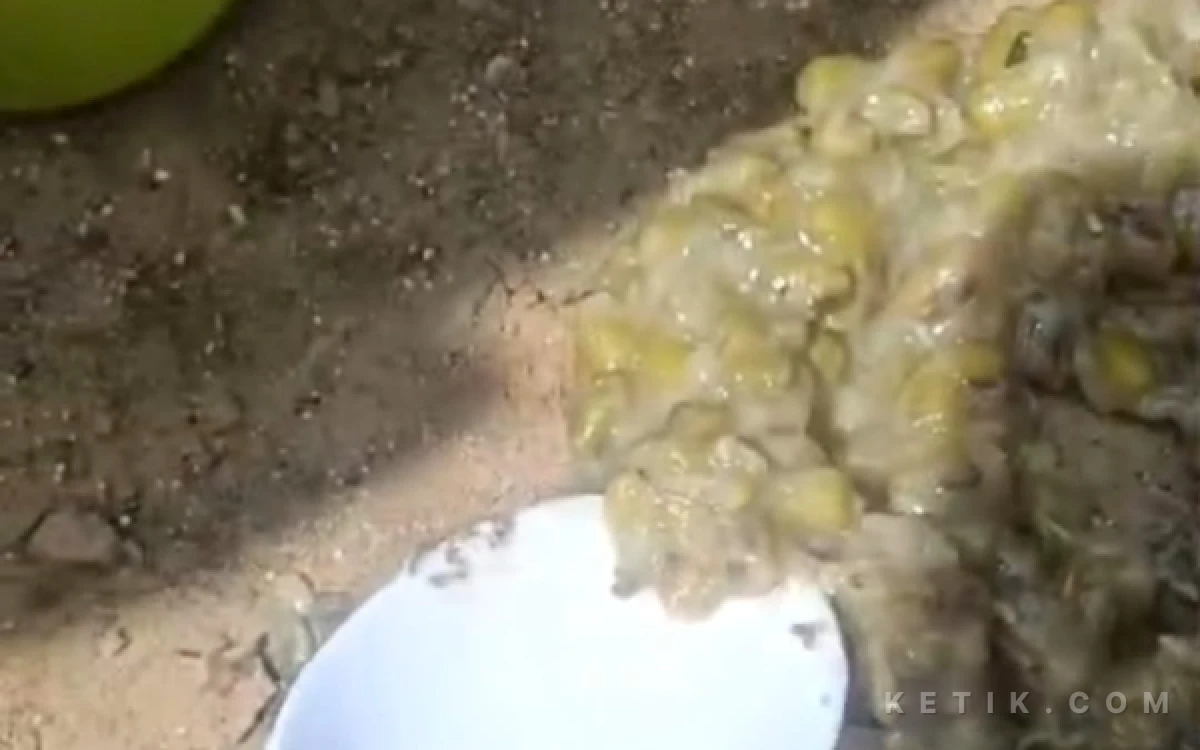 Foto Menu MBG Diduga Berbelatung di Banyukapah Sampang (Foto: Mat Jusi/Ketik.com)