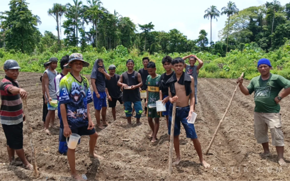 Foto Ketua Kelompok Tani Baru Jaya Riman La Maulia (Topi biru) dan sejumlah pemuda Desa Baru Kecamatan Obi saat penanaman kedelai (Foto: Mursal/Ketik.com)
